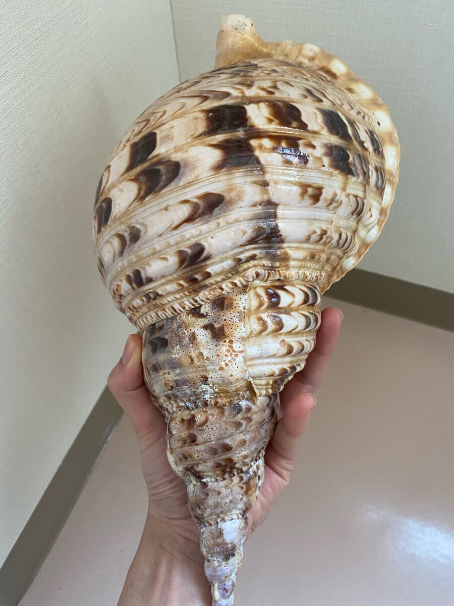 法螺貝 ホラ貝 大型法螺貝 36cm前後(置物)｜売買された