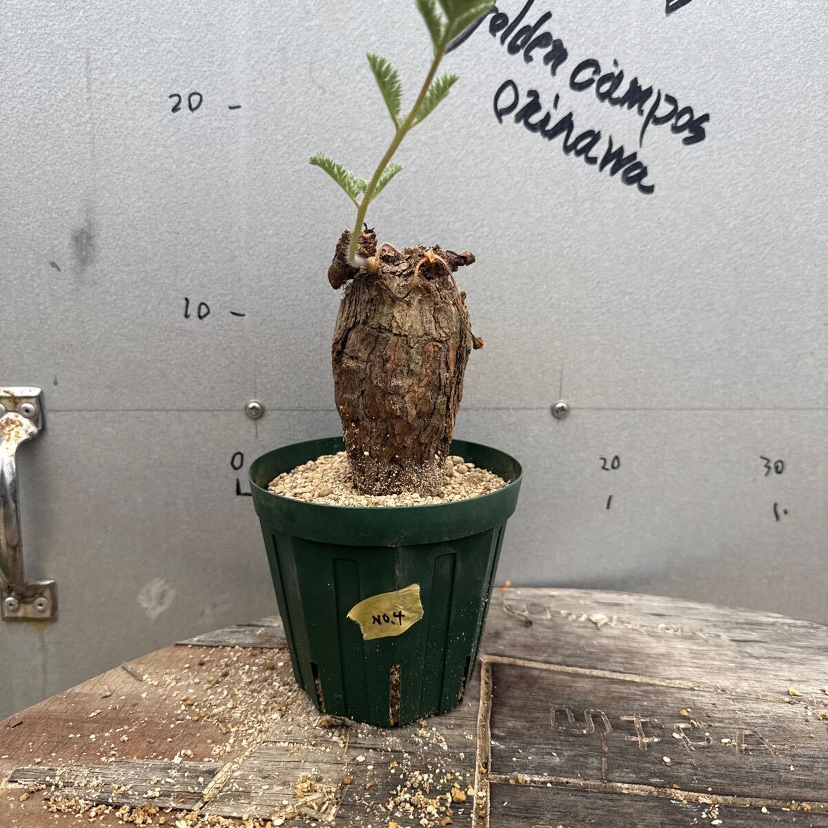 発根済み］ペラゴニウム トリステ