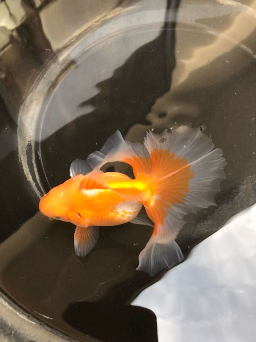 ☆優良系統☆【3歳魚 雄 】現物出品 土佐錦 土佐金 早いもの