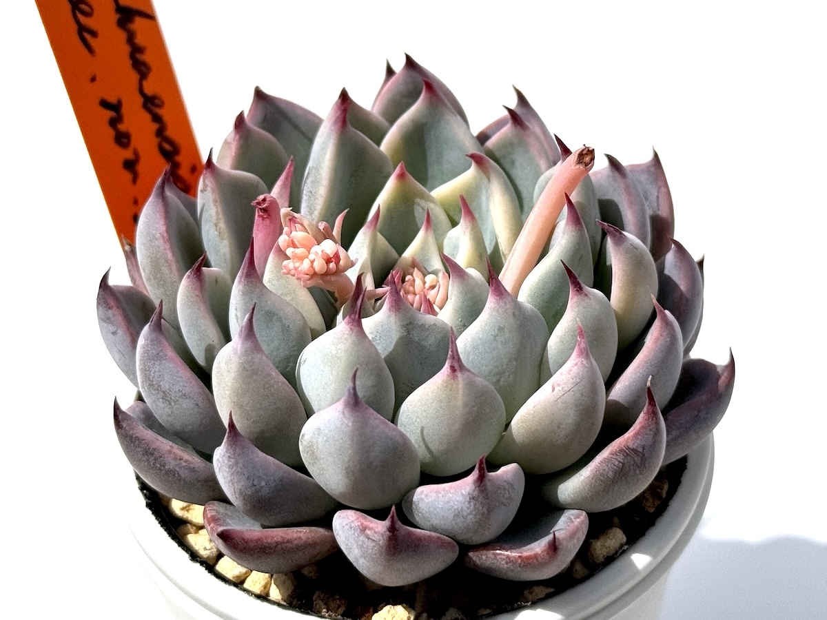 ⑥ エケベリア【斑入り】チワワエンシス イェコラ × ザラゴーサ ⑥ エケベリア【斑入り】チワワエンシス イェコラ × ザラゴーサ