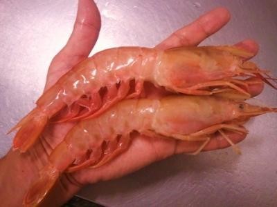 ★特大高品質(zhì)の一級品☆業(yè)務(wù)用にも【特大海老刺身用】アルゼンチン赤エビ　L1　【10/20】２０cmサイズが1kgあたり10～20尾を×2kgお屆け！