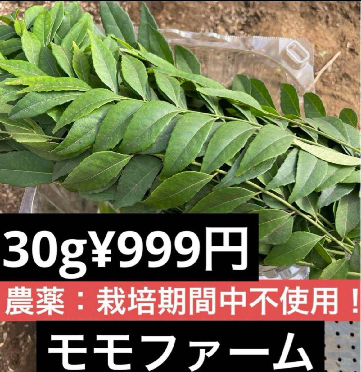 フレッシュ カレーリーフ　カラピンチャKarapinchaカルピンチャ 30g