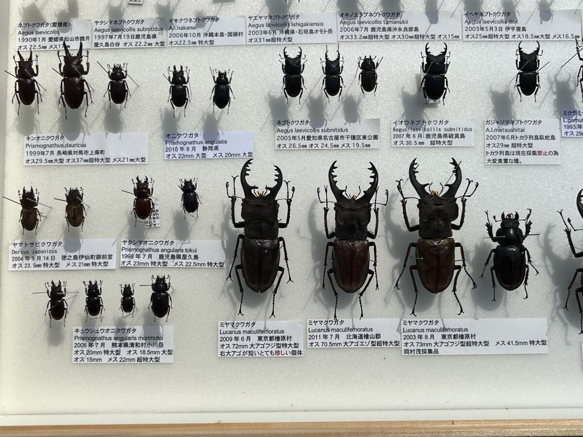 ガジャジマネブトクワガタ 含む 国産 クワガタ 標本 UV ドイツ箱