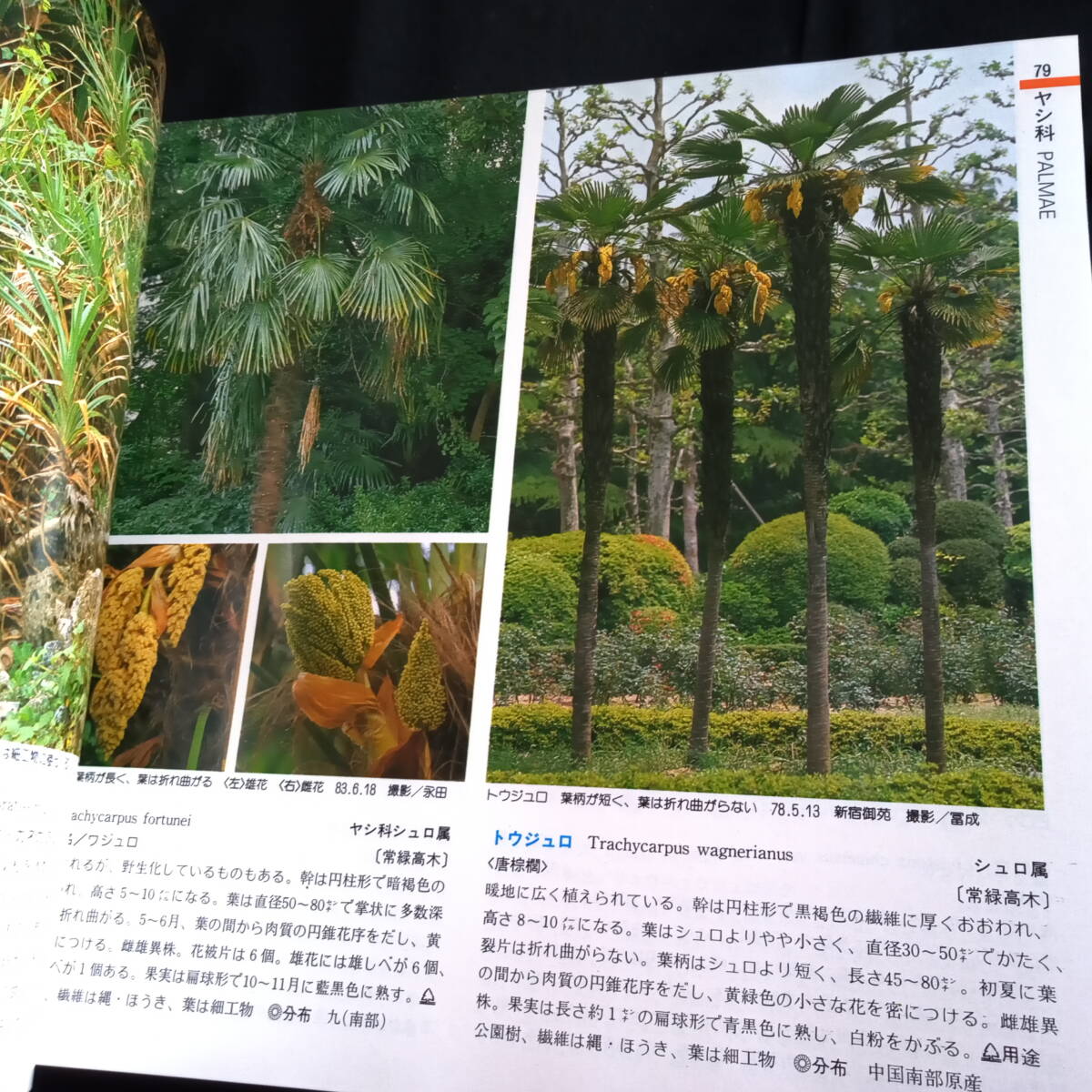 山渓カラー名鑑　日本の樹木　特装版　_画像4