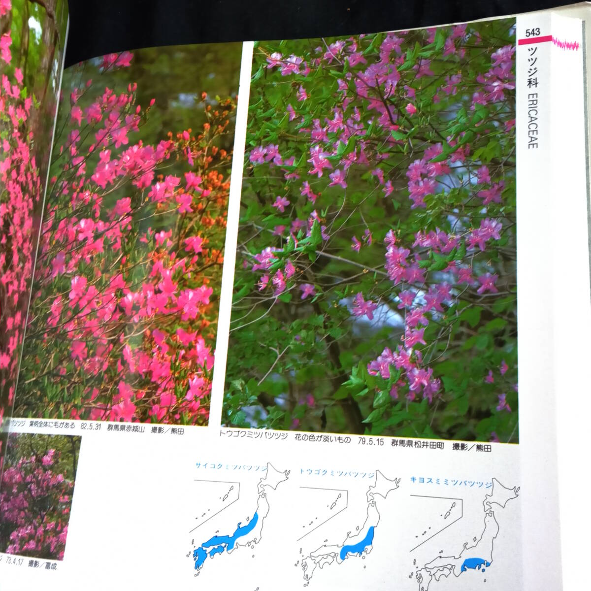 山渓カラー名鑑　日本の樹木　特装版　_画像9