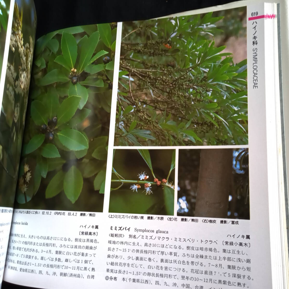 山渓カラー名鑑　日本の樹木　特装版　_画像10