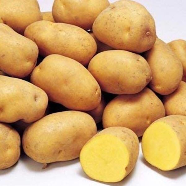 北海道産 幻のじゃがいも　インカのめざめ　正味3キロ　送料無料