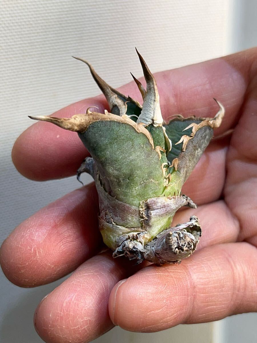 アガベ 【オアハカ現地株からの子株】オアハカwild オテロイ アガベ 【オアハカ現地株からの子株】オアハカwild オテロイ