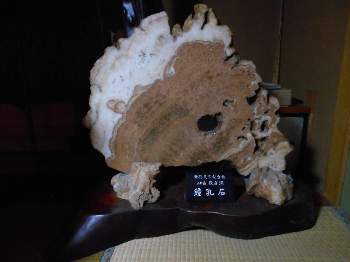 鍾乳石 台座付き(特別天然記念物)山口県 秋芳洞(原石)|売買 鍾乳石 台座付き(特別天然記念物)山口県 秋芳洞(原石)|売買