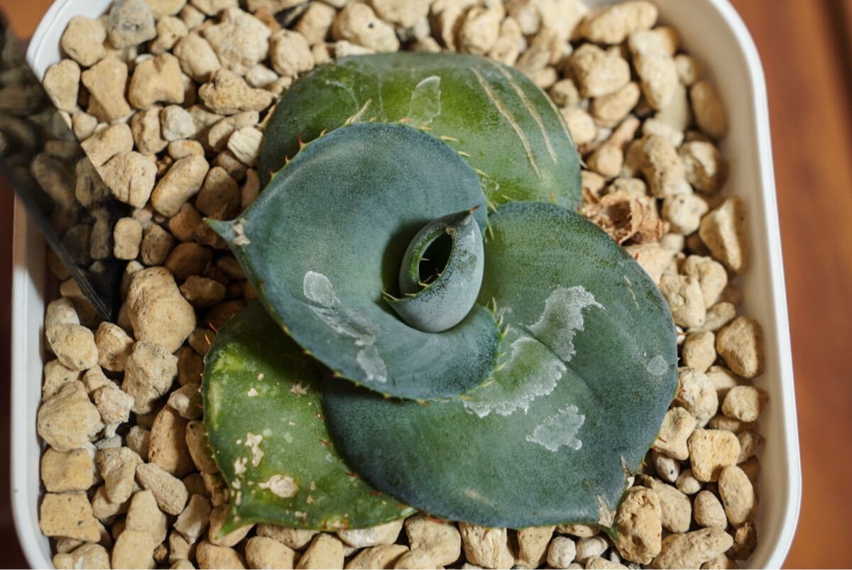 子株】丸葉グアダラハラナ 圓葉瓜達 ドワーフ アガベ Agave 子株】丸葉グアダラハラナ 圓葉瓜達 ドワーフ アガベ Agave