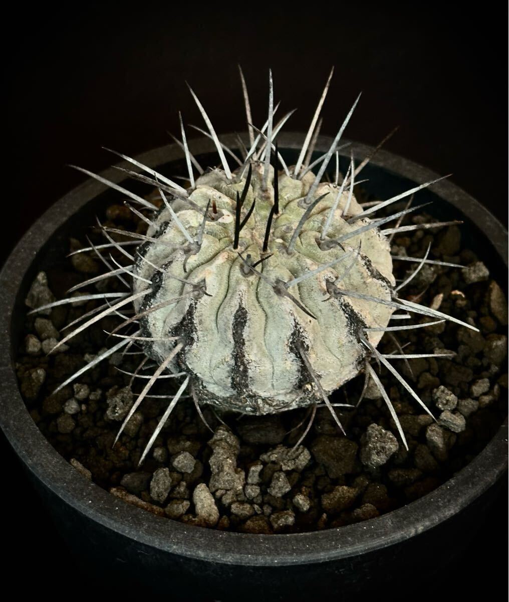 山木 輸入球 コピアポア 黒士冠 デアルバータ Copiapoa cinerea 山木 輸入球 コピアポア 黒士冠 デアルバータ Copiapoa cinerea