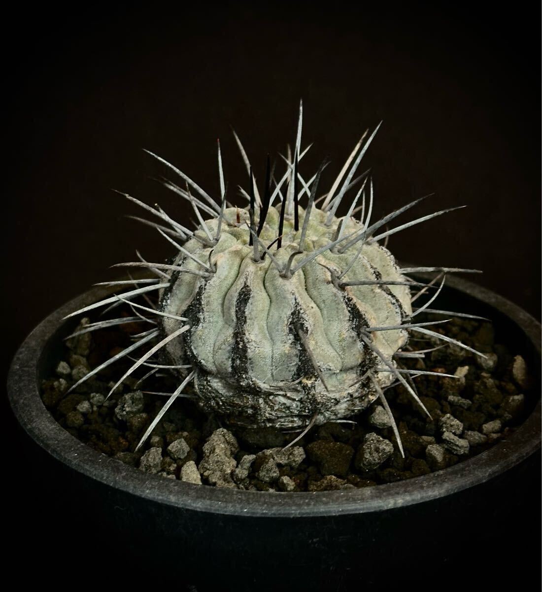 山木 輸入球 コピアポア 黒士冠 デアルバータ Copiapoa cinerea 山木 輸入球 コピアポア 黒士冠 デアルバータ Copiapoa cinerea