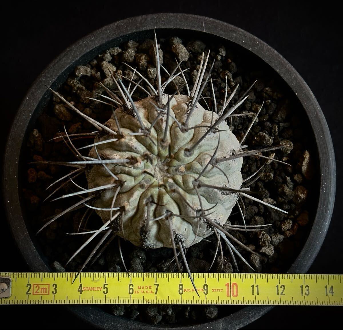 山木 輸入球 コピアポア 黒士冠 デアルバータ Copiapoa cinerea 山木 輸入球 コピアポア 黒士冠 デアルバータ Copiapoa cinerea