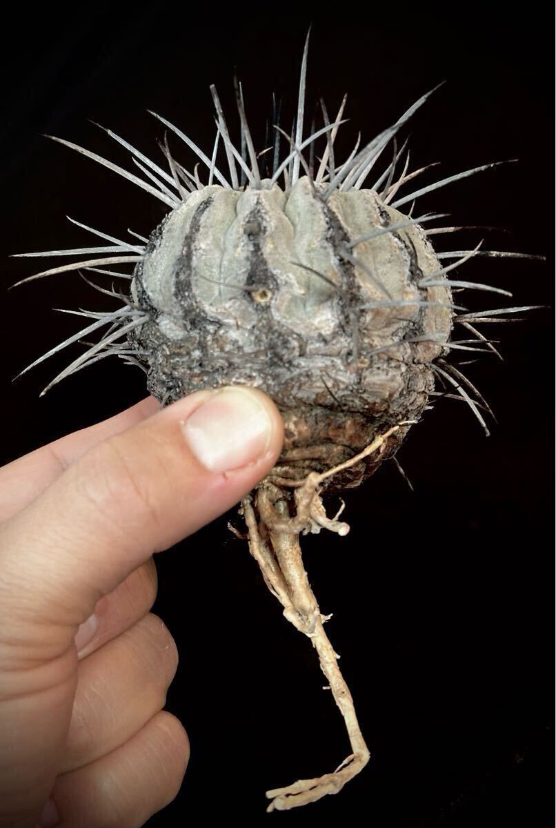 山木 輸入球 コピアポア 黒士冠 デアルバータ Copiapoa cinerea 山木 輸入球 コピアポア 黒士冠 デアルバータ Copiapoa cinerea