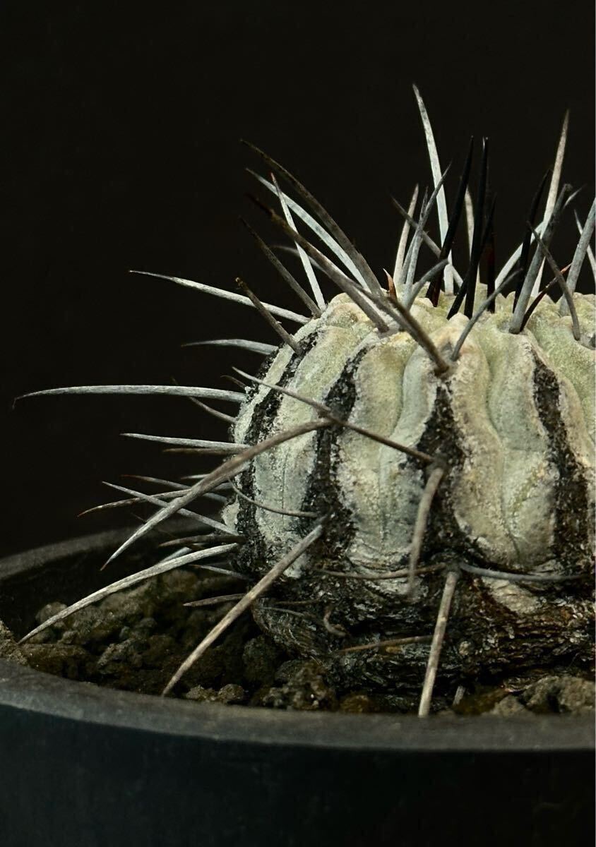 山木 輸入球 コピアポア 黒士冠 デアルバータ Copiapoa cinerea 山木 輸入球 コピアポア 黒士冠 デアルバータ Copiapoa cinerea