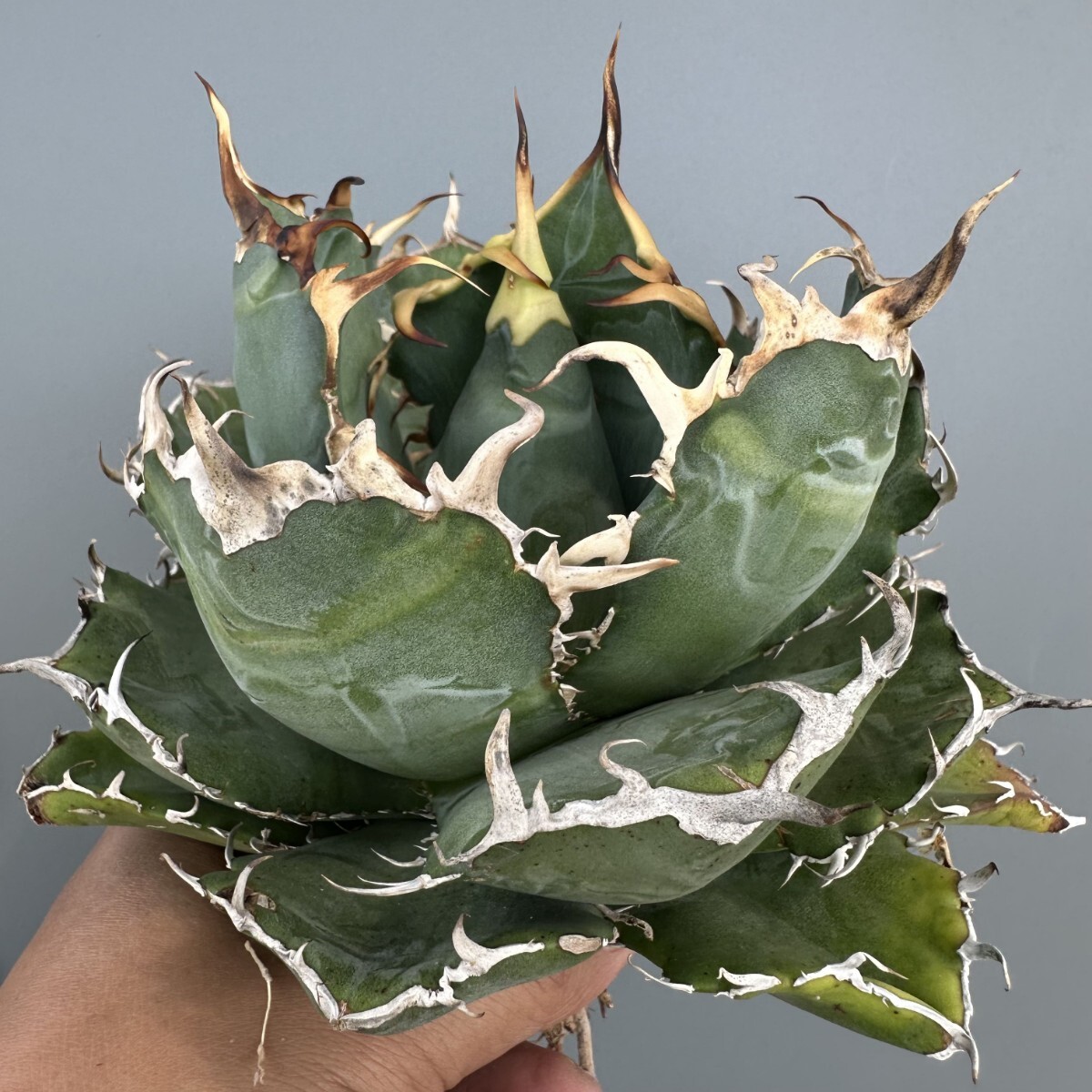 A51【青田園芸】特選 アガベ 多肉植物 チタノタ 白鯨 強棘 極上 A51【青田園芸】特選 アガベ 多肉植物 チタノタ 白鯨 強棘 極上