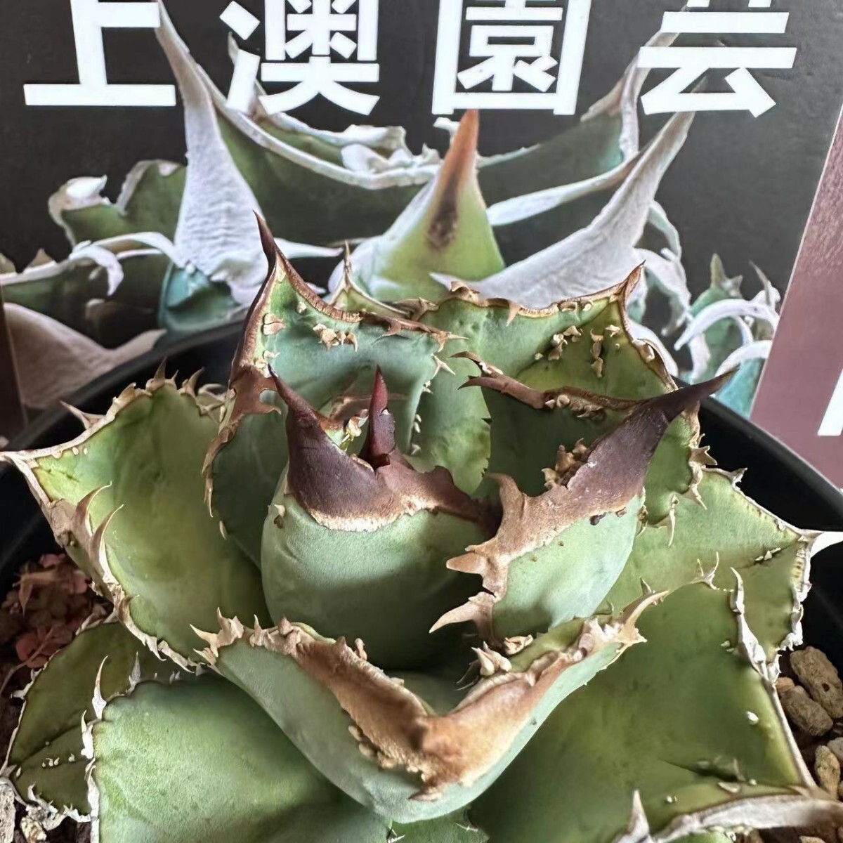 Yahoo!オークション - 137【上澳園芸】 アガベ agave チタノタ Yahoo!オークション - 137【上澳園芸】 アガベ agave チタノタ