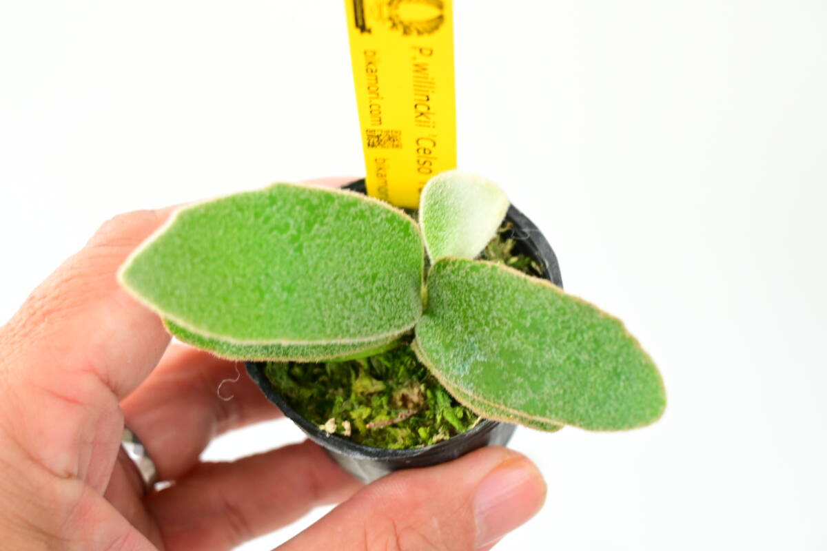 P.willinckii 'Celso Tatsuta' TC④ @bikamori.com ビカクシダ P.willinckii 'Celso Tatsuta' TC④ @bikamori.com ビカクシダ