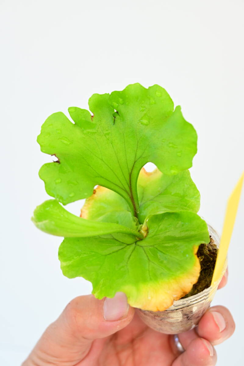 P.ridleyi 'Monkey King' TC① @bikamori.com ビカクシダ P.ridleyi 'Monkey King' TC① @bikamori.com ビカクシダ