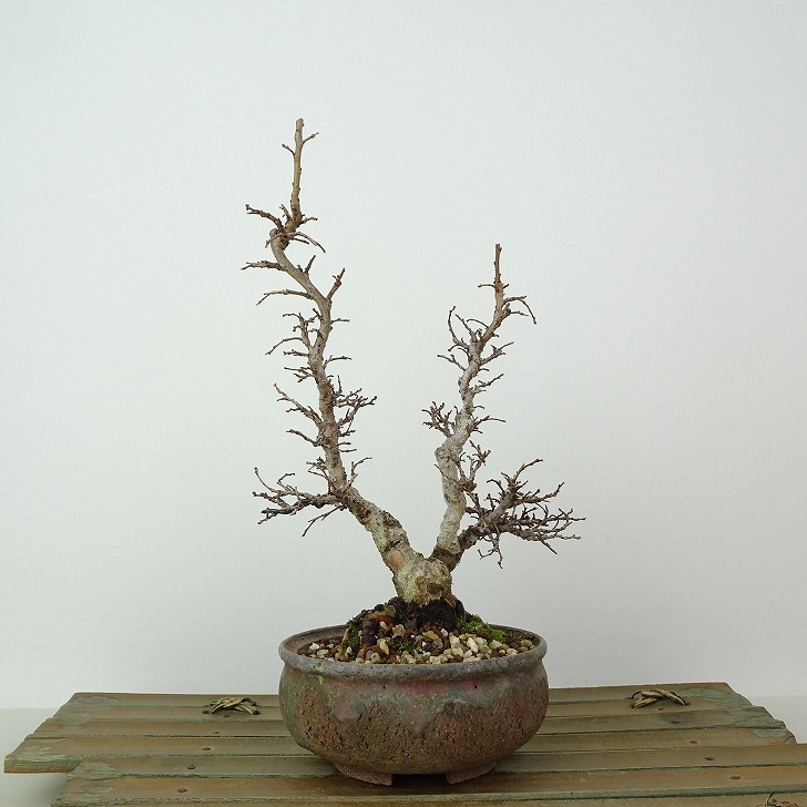 盆栽 楡欅 樹高 約18cm にれけやき Ulmus parvifolia ニレケヤキ 紅葉 ニレ科 落葉樹 観賞用 小品 現品