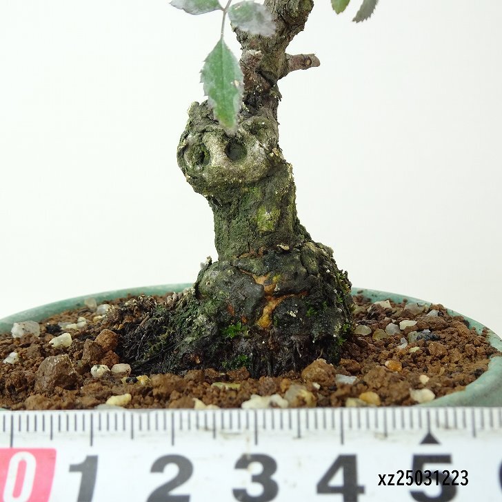 盆栽 薔薇 小町薔薇 樹高 約13cm ばら Rosa バラ 小町 バラ科 落葉樹 観賞用 小品 現(xiàn)品