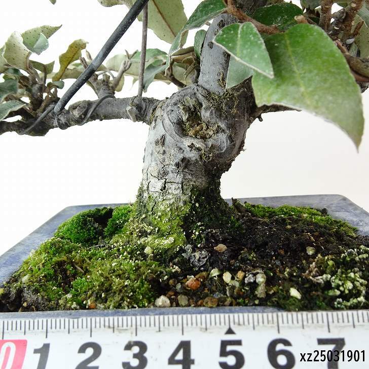 盆栽 寒茱萸 樹(shù)高 約17cm かんぐみ Elaeagnus カングミ グミ科 常緑樹(shù) 観賞用 小品 現(xiàn)品
