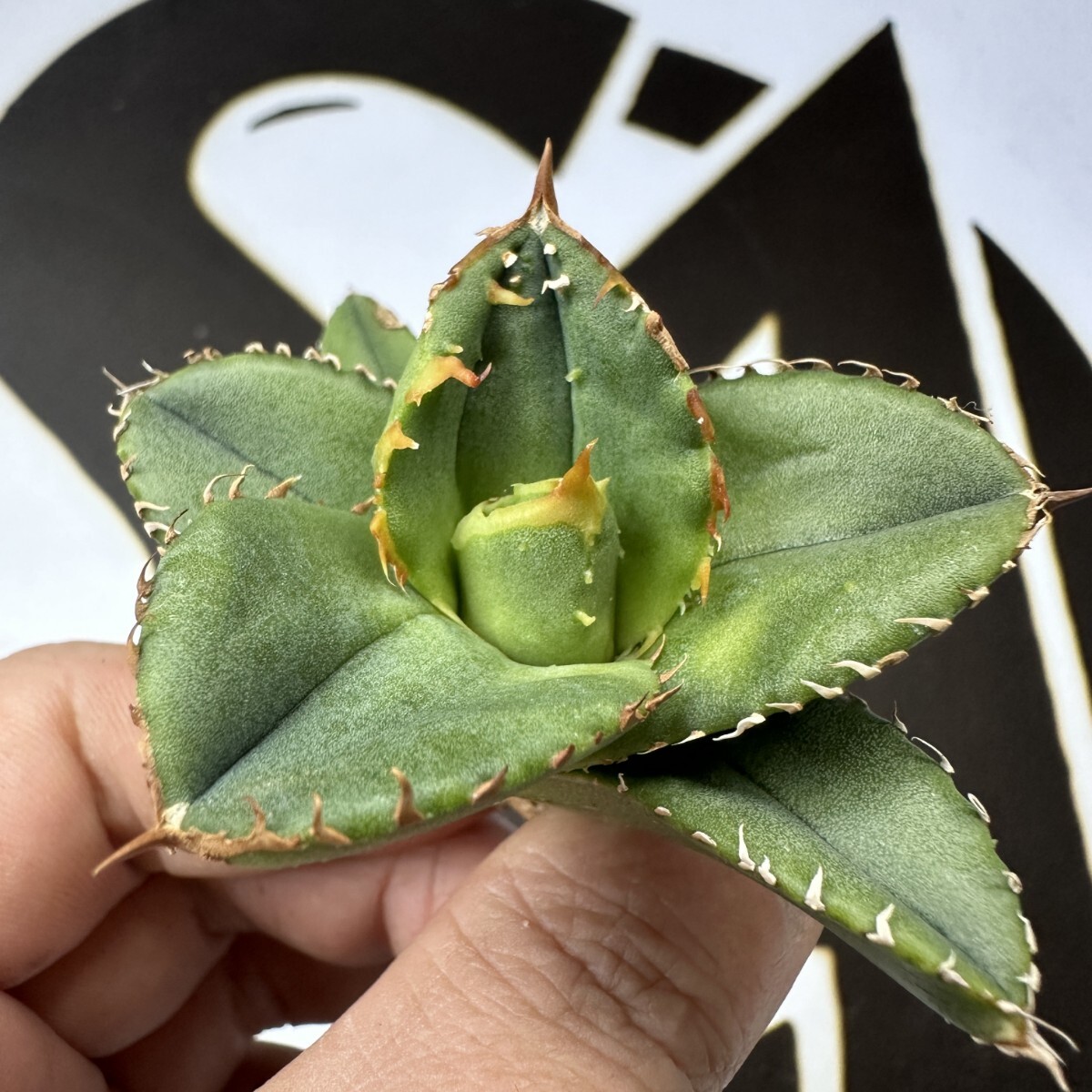 771 【上澳園芸】 アガベ agave チタノタ 鰐亀 希少(アガベ 771 【上澳園芸】 アガベ agave チタノタ 鰐亀 希少(アガベ