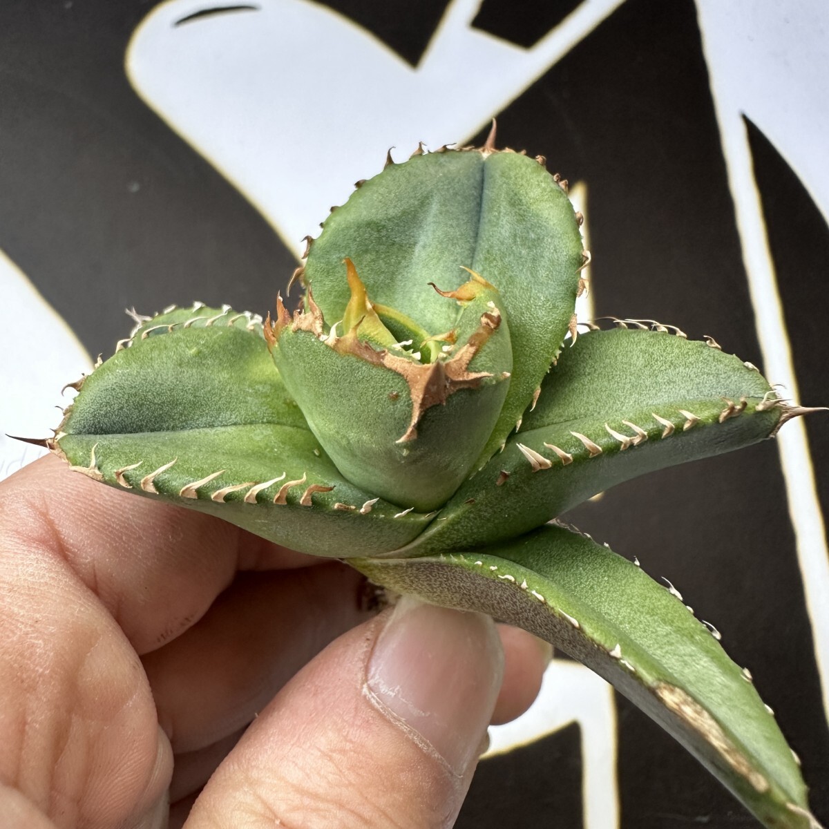 771 【上澳園芸】 アガベ agave チタノタ 鰐亀 希少(アガベ 771 【上澳園芸】 アガベ agave チタノタ 鰐亀 希少(アガベ