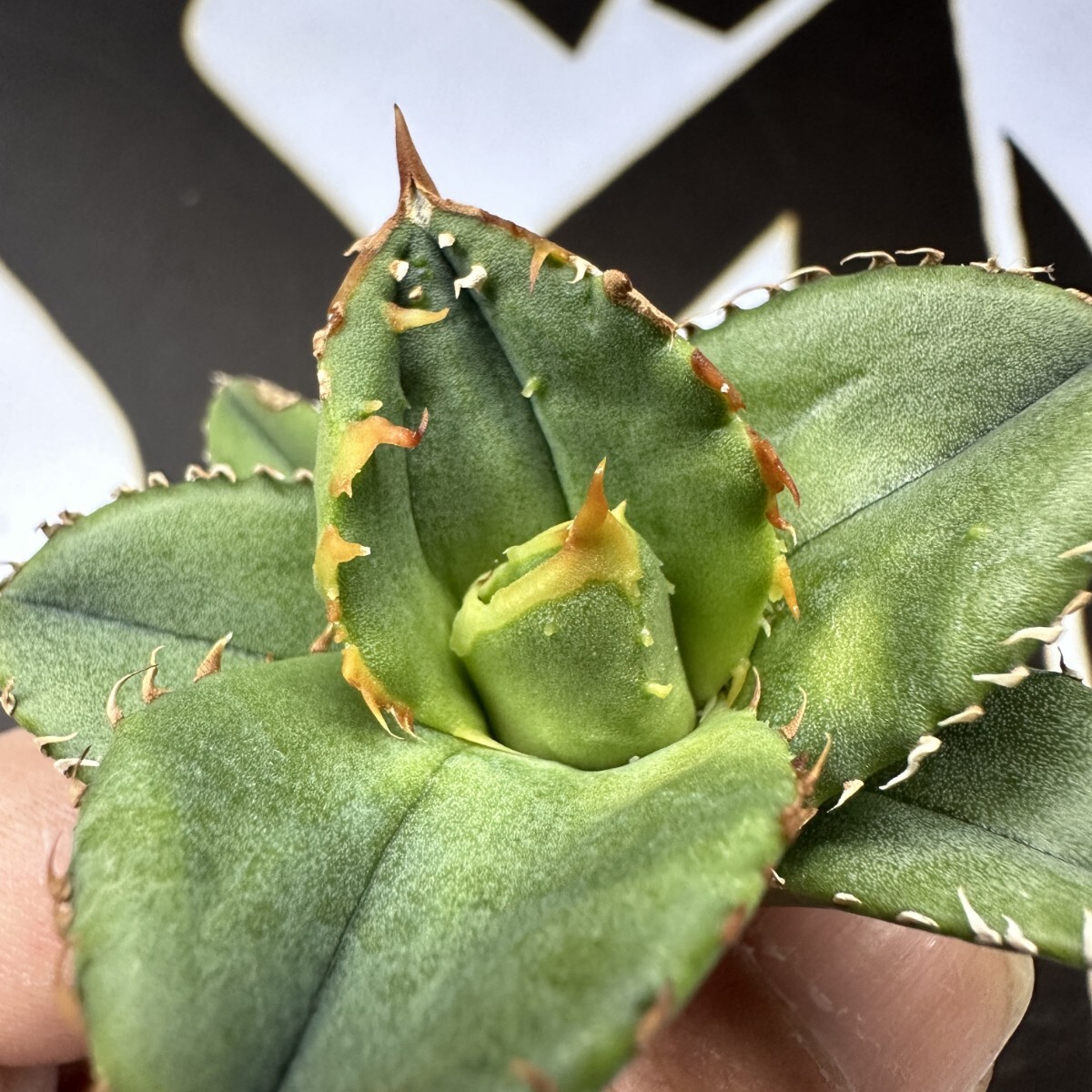 771 【上澳園芸】 アガベ agave チタノタ 鰐亀 希少(アガベ 771 【上澳園芸】 アガベ agave チタノタ 鰐亀 希少(アガベ