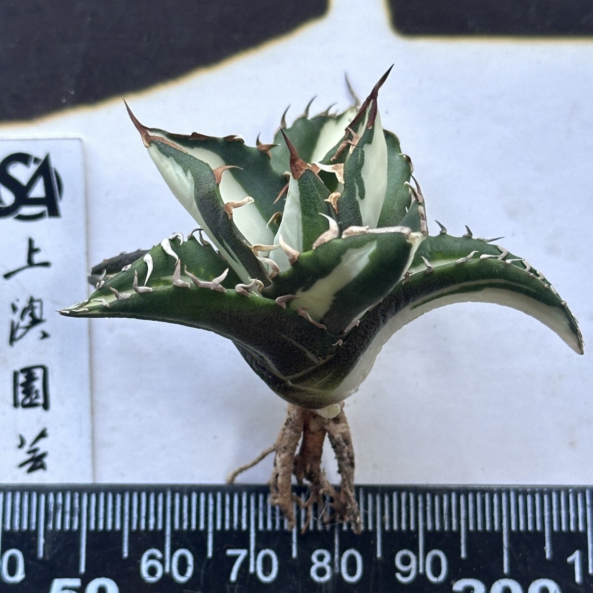 849【上澳園芸】アガベ チタノタ 太陽神 白中斑 極上希少子株 849【上澳園芸】アガベ チタノタ 太陽神 白中斑 極上希少子株