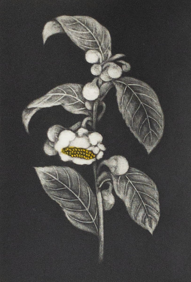 SHIN】小泉淳作 「茶の花」 銅版画 ed.20/50 真作保証 額装 SHIN】小泉淳作 「茶の花」 銅版画 ed.20/50 真作保証 額装