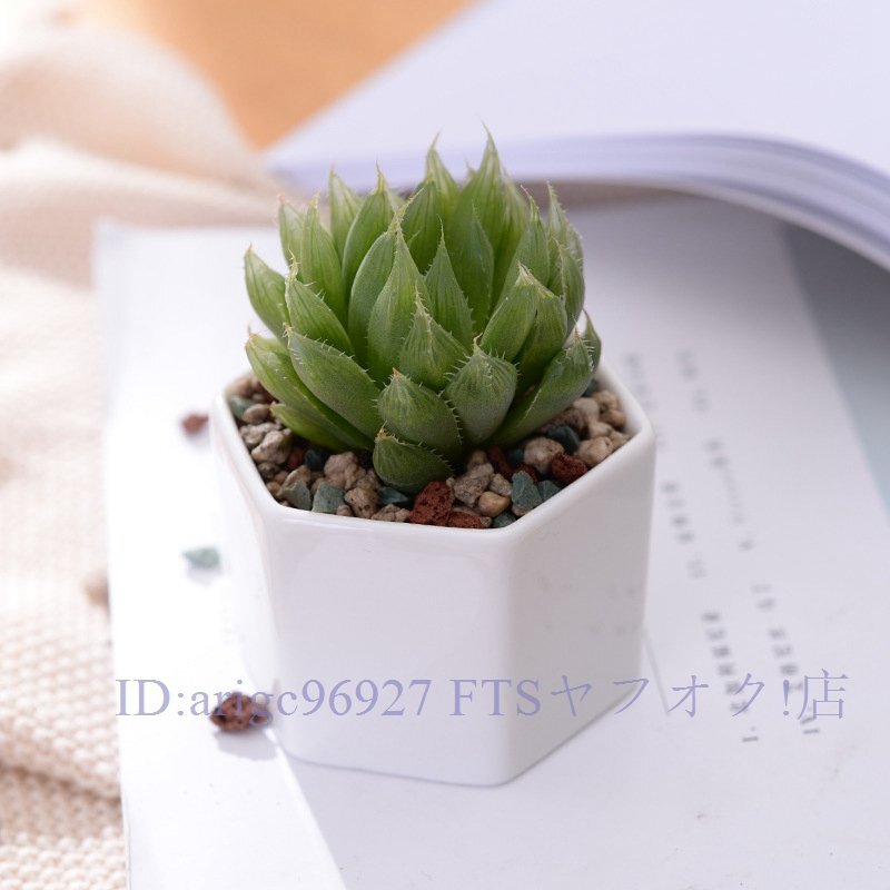 ★新品植木 鉢 7個(gè) セット トレイ プランター バルコニー 部屋 室內(nèi) 多肉 植物 裝飾 インテリア 置物 オブジェ オフィス