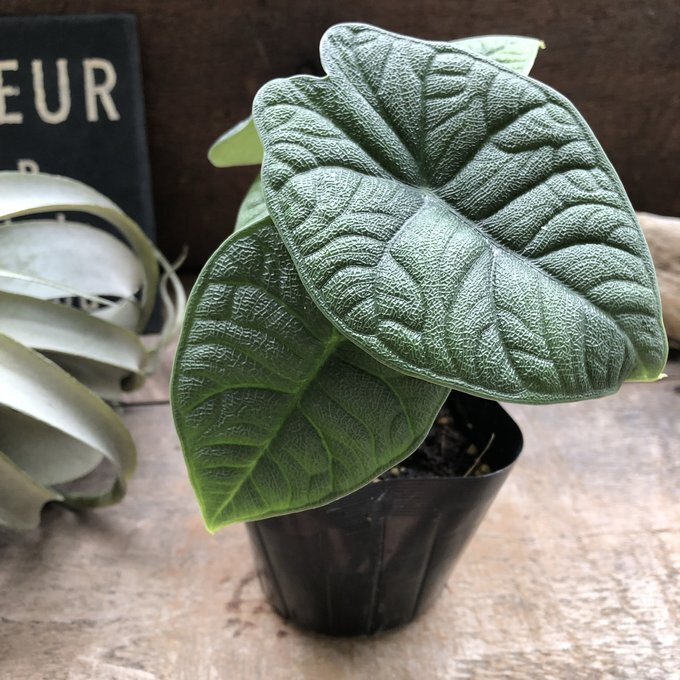 メロ アロカシア 希少 観葉植物