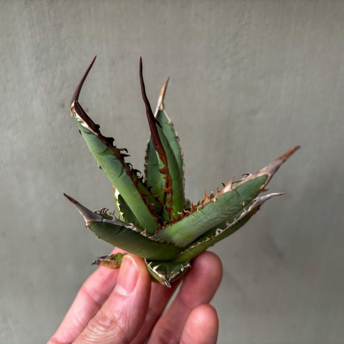 agave X US輸入仔株 検) titanota オテロイ アガベ パープソラム agave X US輸入仔株 検) titanota オテロイ アガベ パープソラム
