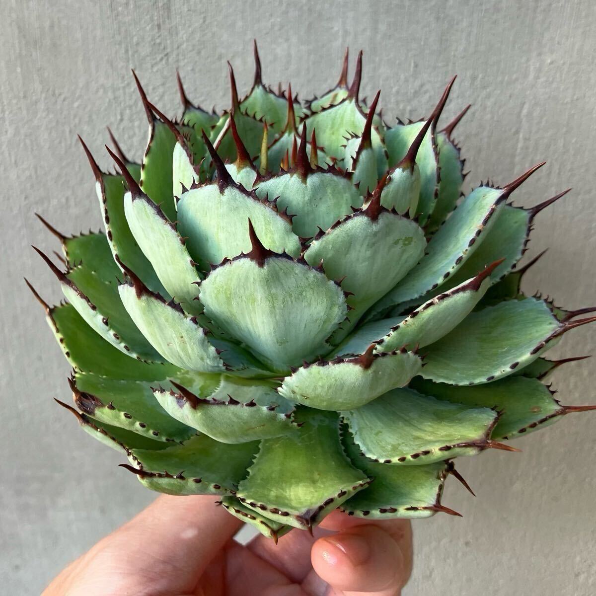 吉祥冠 super compact US輸入仔株 アガベ agave isthmensis 検 吉祥冠 super compact US輸入仔株 アガベ agave isthmensis 検