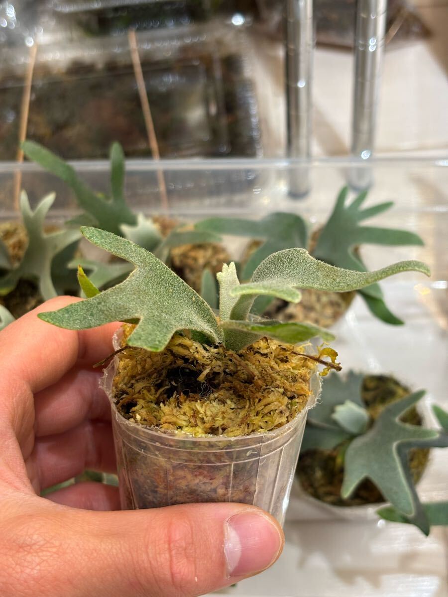 ビカクニキ】ビカクシダ P.willinckii Yellow moon dwarf spore ビカクニキ】ビカクシダ P.willinckii Yellow moon dwarf spore
