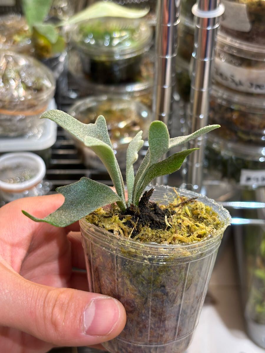 ビカクニキ】ビカクシダ P.willinckii Yellow moon dwarf spore ビカクニキ】ビカクシダ P.willinckii Yellow moon dwarf spore