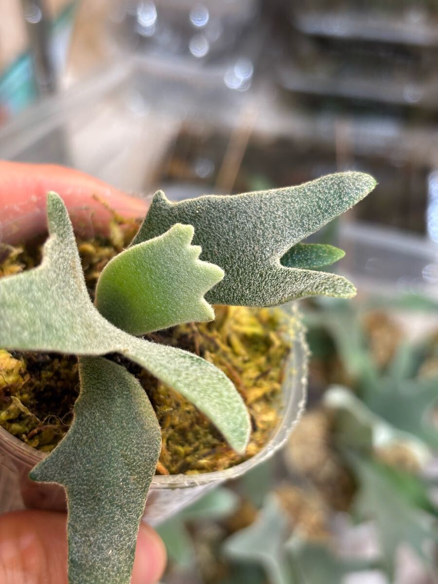 ビカクニキ】ビカクシダ P.willinckii Yellow moon dwarf spore ビカクニキ】ビカクシダ P.willinckii Yellow moon dwarf spore