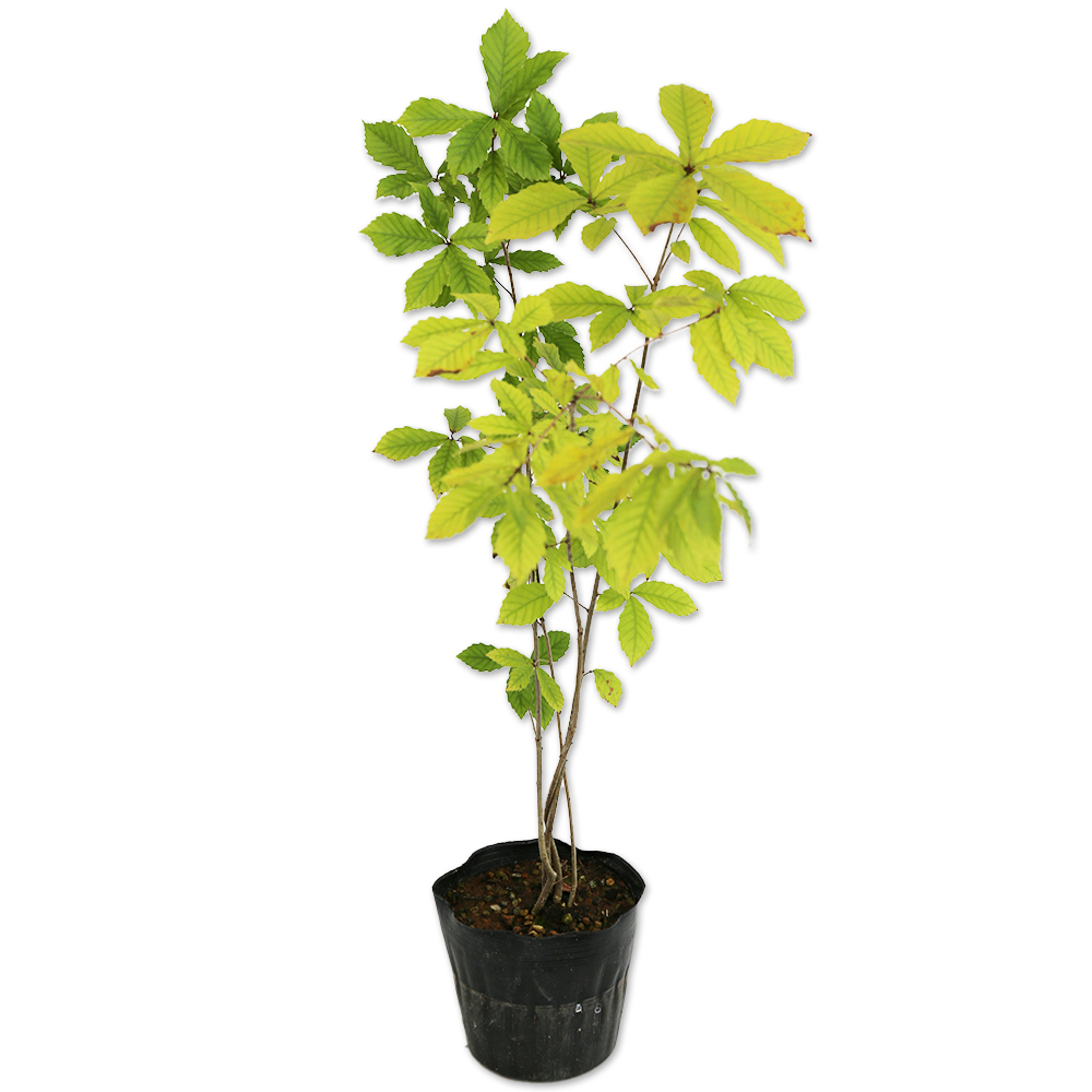 コナラ 株立ち 0.6m 15cmポット 5本 苗