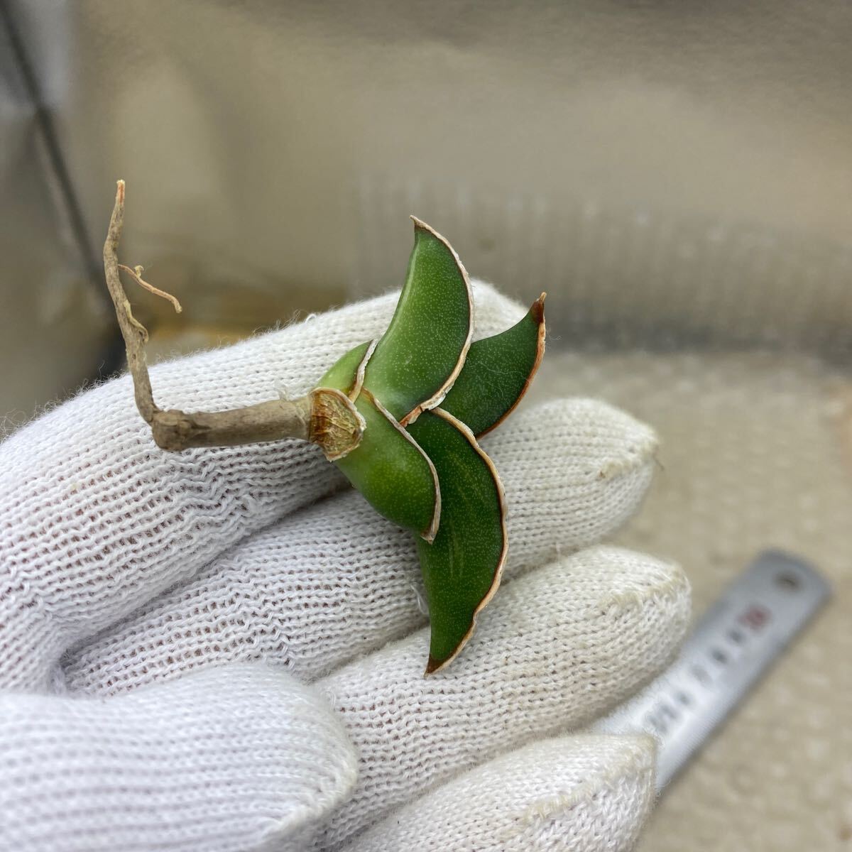 サンスベリア ロリダ 斑入り SANSEVIERIA RORIDA 多肉植物 サンスベリア ロリダ 斑入り SANSEVIERIA RORIDA 多肉植物