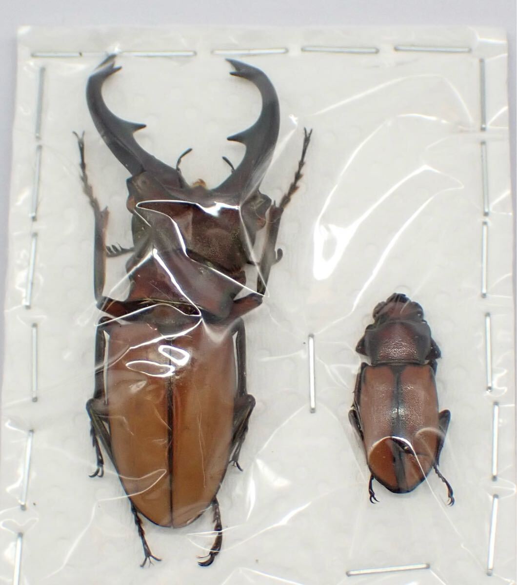 昆虫標本 フィリピン産 No.509 アラガールホソアカクワガタ ペア 昆虫標本 フィリピン産 No.509 アラガールホソアカクワガタ ペア