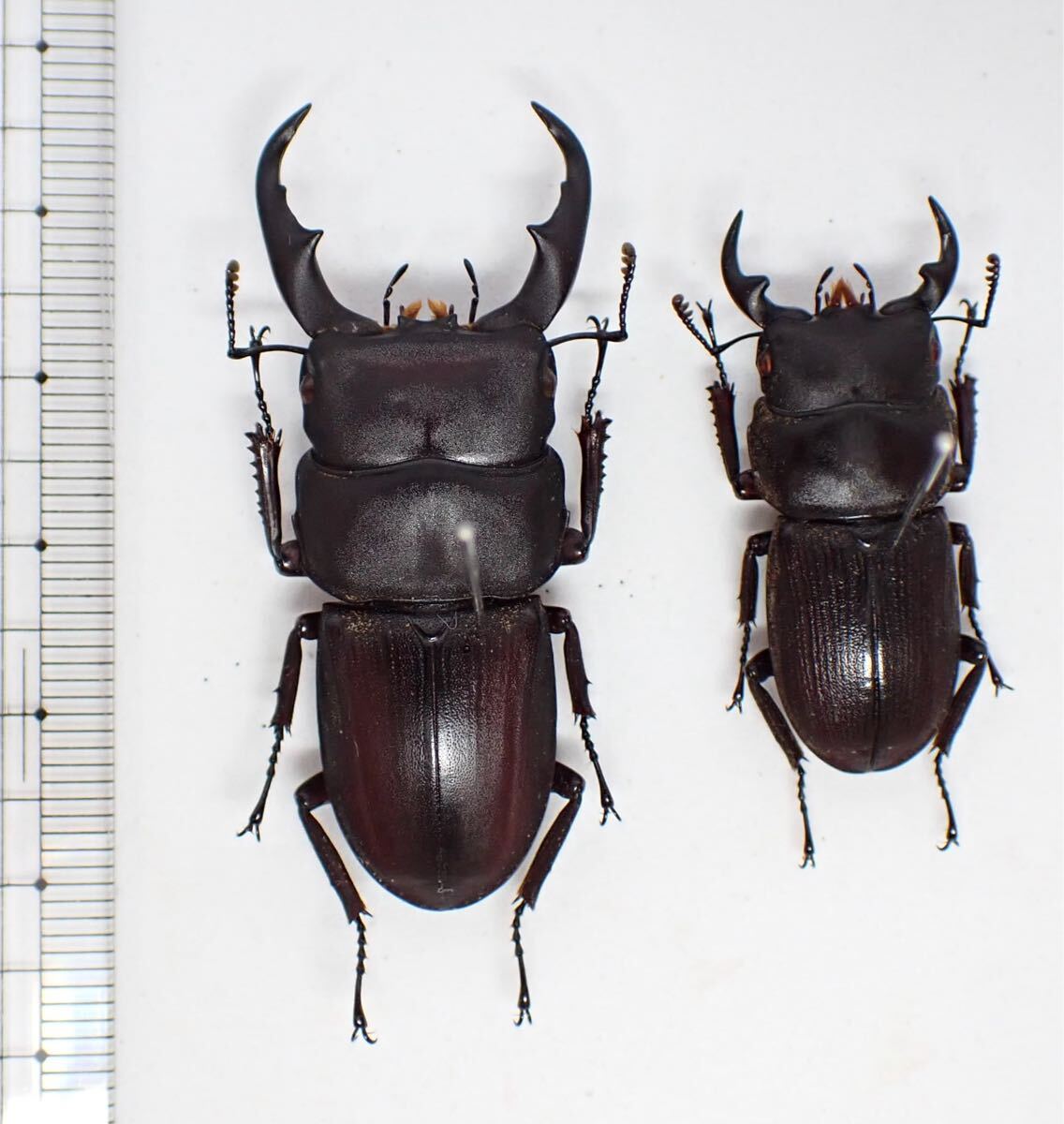 昆虫標本 ボルネオ産 No.542 ライヒヒラタクワガタ亜種prosti 2 昆虫標本 ボルネオ産 No.542 ライヒヒラタクワガタ亜種prosti 2