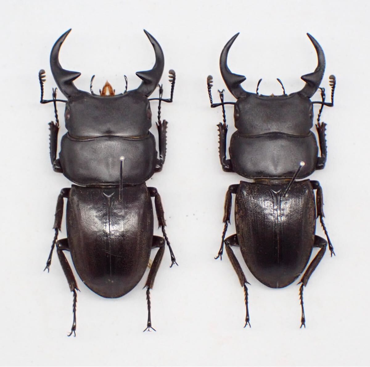 Yahoo!オークション - 昆虫標本 ボルネオ産 No.541 パリー