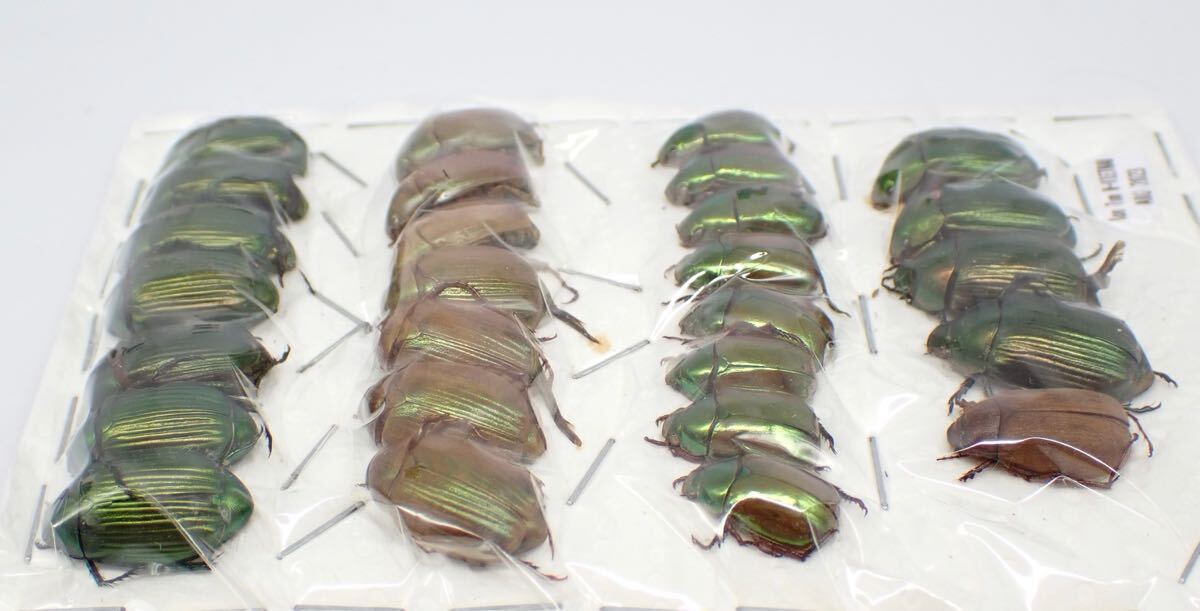 昆虫標本 ベトナム産 No.607 小型コガネムシ大量パック(虫類 昆虫標本 ベトナム産 No.607 小型コガネムシ大量パック(虫類