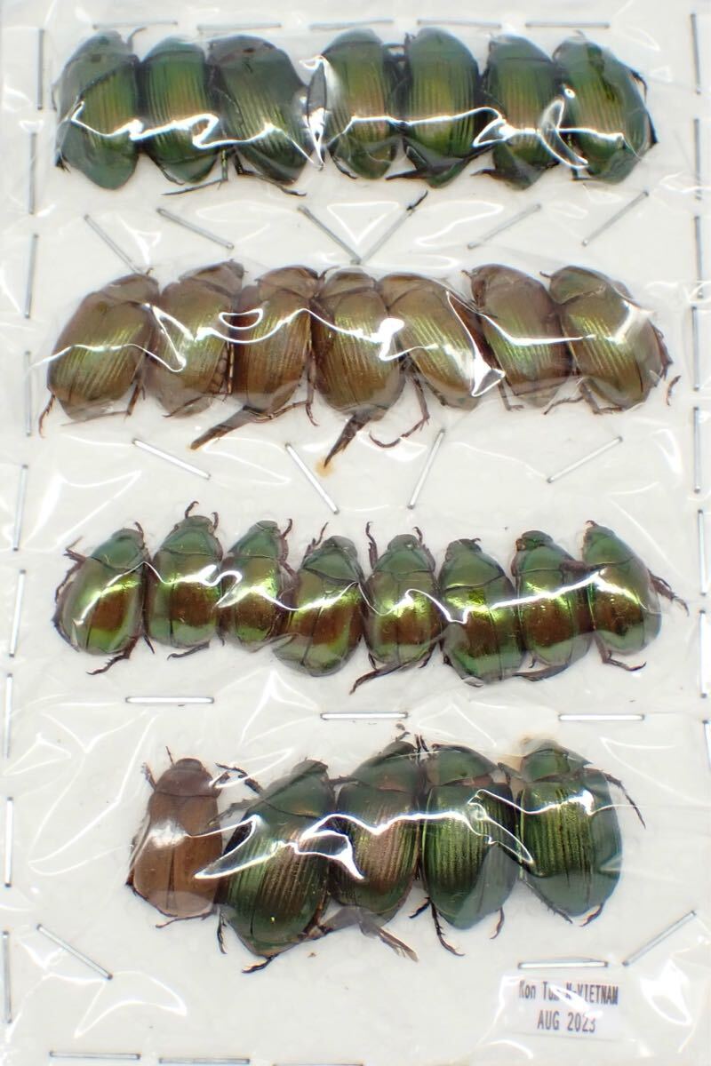 昆虫標本 ベトナム産 No.607 小型コガネムシ大量パック(虫類 昆虫標本 ベトナム産 No.607 小型コガネムシ大量パック(虫類