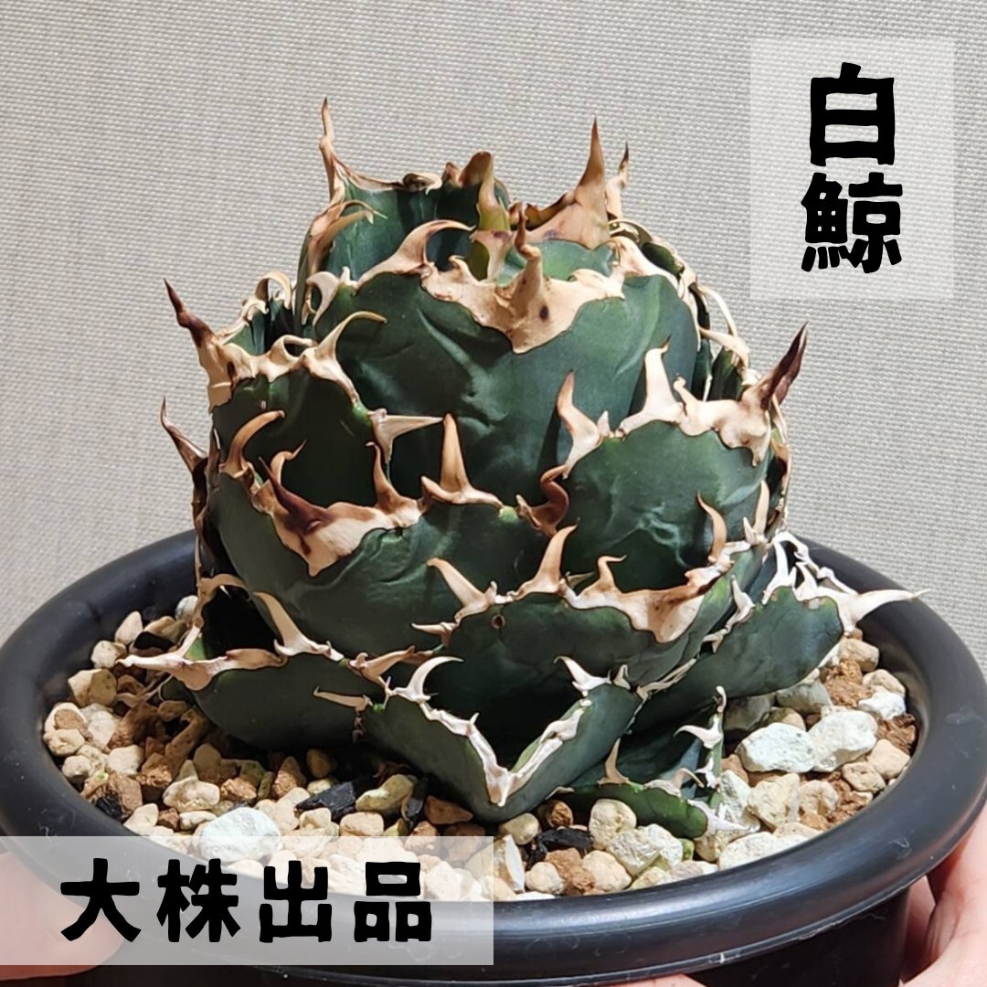 白鯨 大株出品】アガベ チタノタ (オテロイ はくげい ハクゲイ 白鯨 大株出品】アガベ チタノタ (オテロイ はくげい ハクゲイ