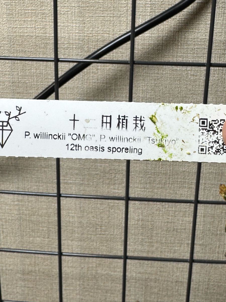P willinckii OMG x Tsukiyo & P willinckii OMG sporeling P willinckii OMG x Tsukiyo & P willinckii OMG sporeling