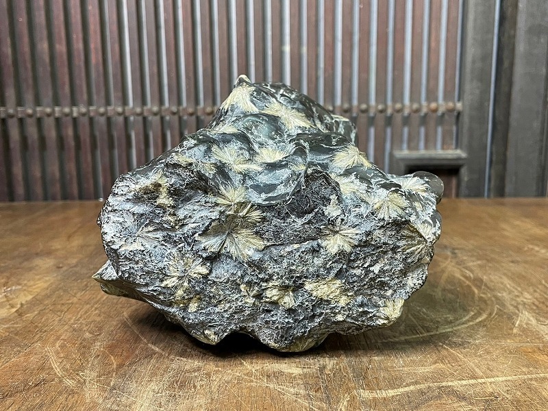 鑑賞石 天然石 菊花石 約4.1Kg 飾石 盆石 盆景 盆栽 置物 鑑賞