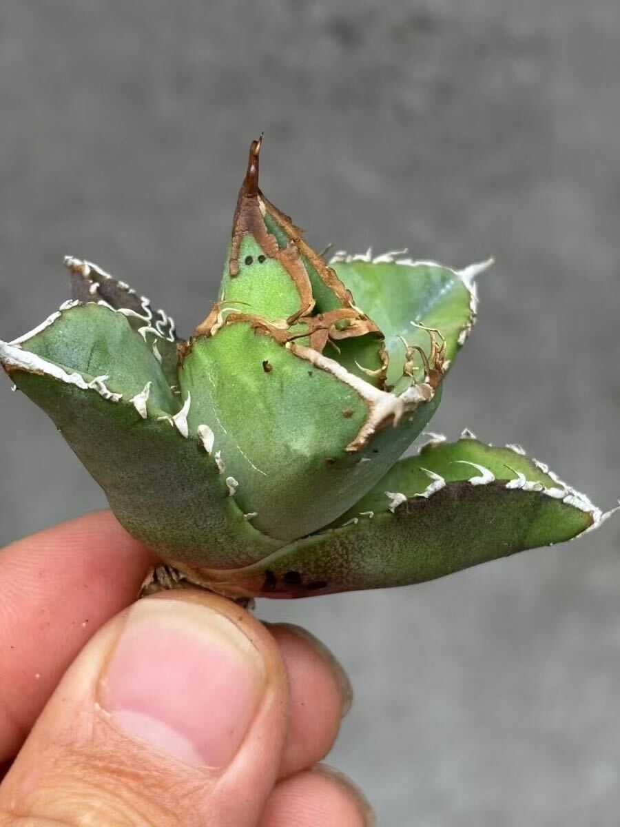 ZENZEST AGAVE TITANOTA 】アガベ チタノタ追星 ブツブツ鉄板株 ZENZEST AGAVE TITANOTA 】アガベ チタノタ追星 ブツブツ鉄板株