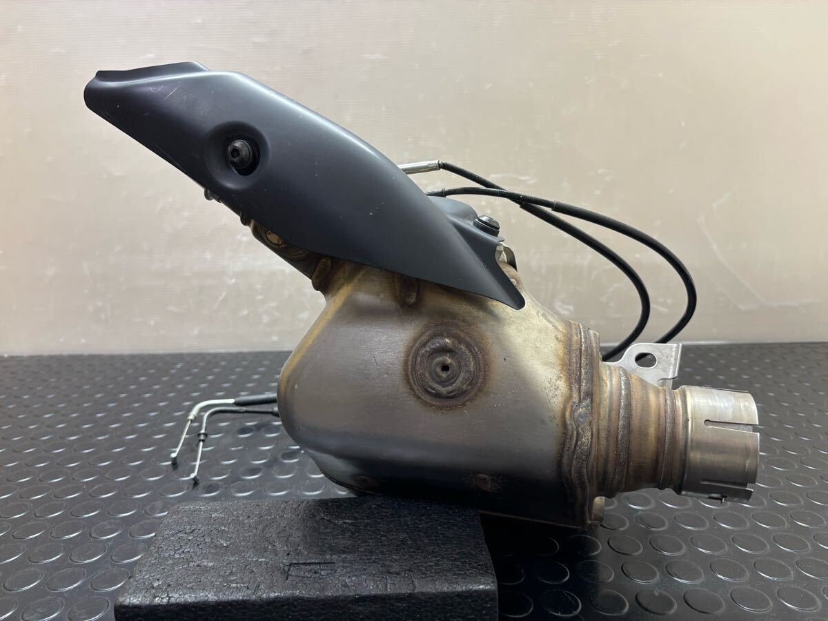 専用です。 6943 「多肉植物」ユーフォルビア プリムリフォリア 抜き苗